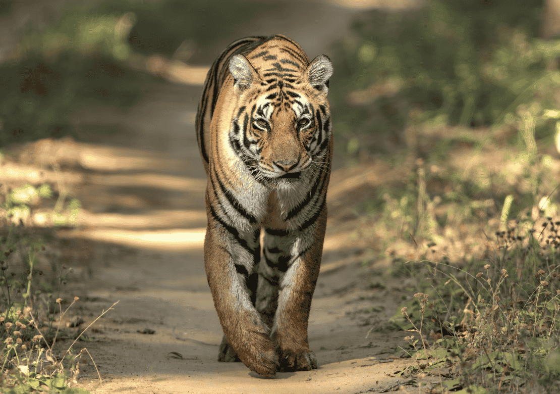 Kanha Tiger